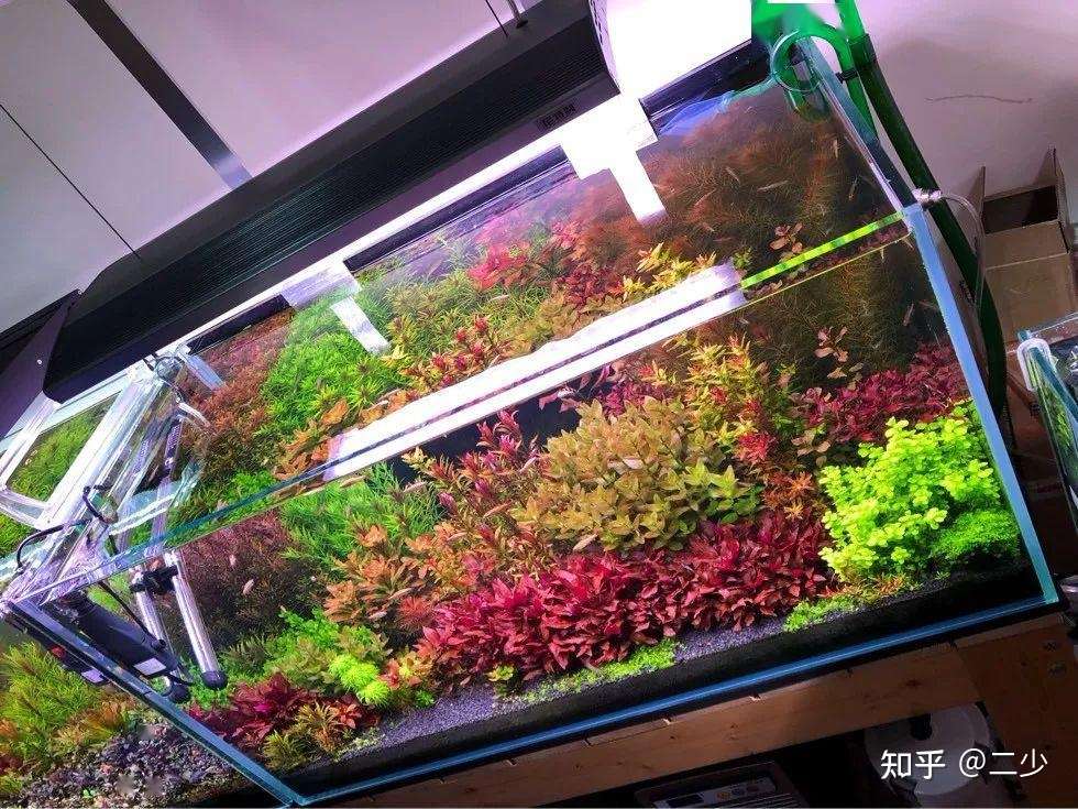 几种最适合初学者的造景水草 知乎