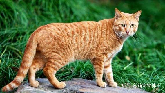 虎斑猫 狸花猫傻傻分不清 一文让你分清二者的异同 知乎