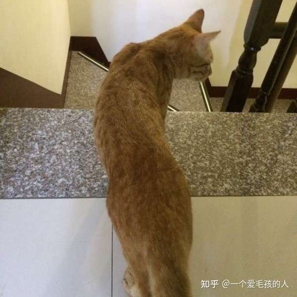 猫咪腹部凹陷怎么回事 知乎