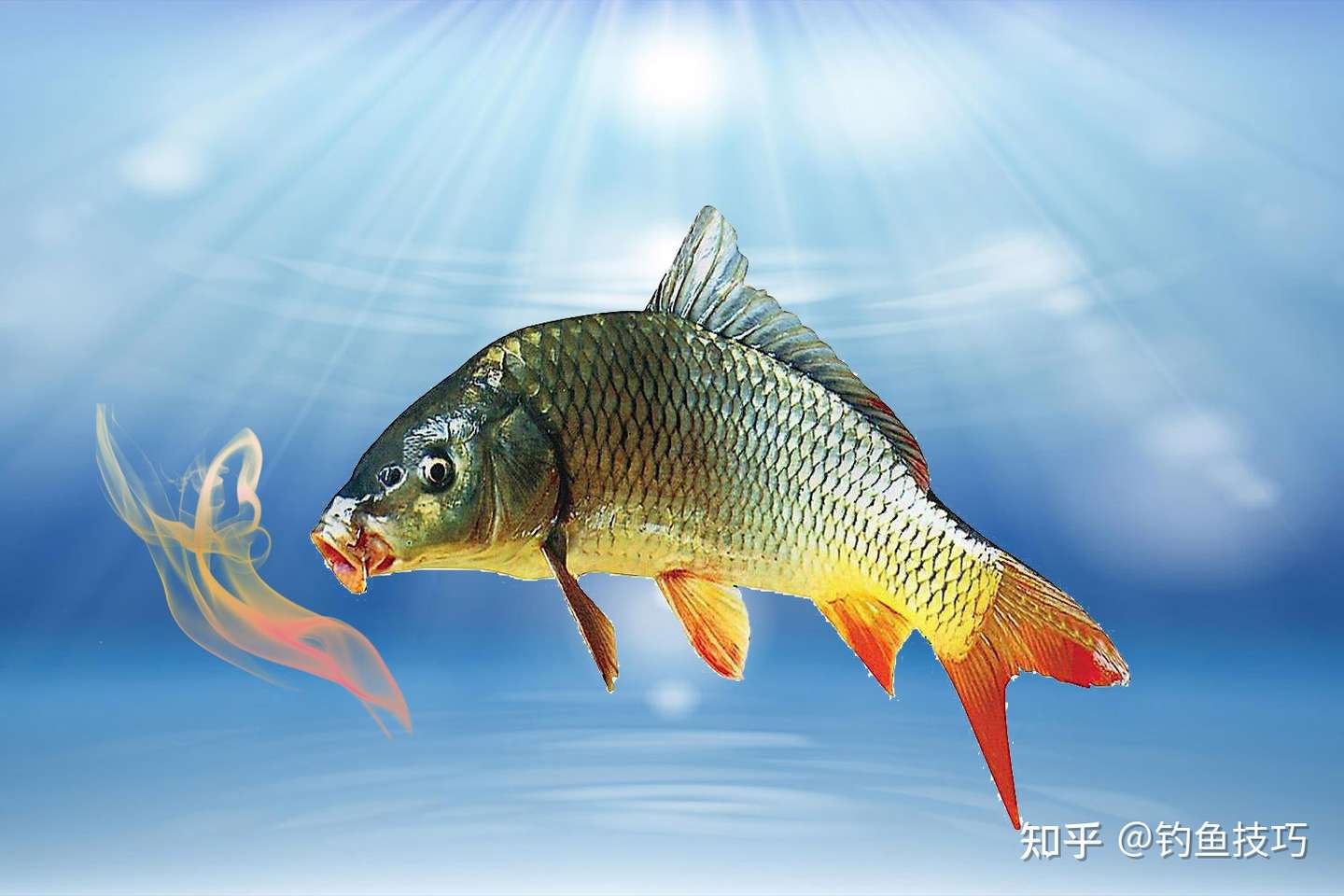 如何让黑坑放钓的回锅鱼开口 能够促进回锅鱼开口的几种物质 知乎 如何让黑坑放钓的回锅鱼开口 能够促进回锅鱼开口的几种物质 知乎