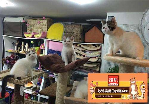 猫咪常见的内寄生虫病之钩虫病[ 猫趴养猫指南] - 知乎