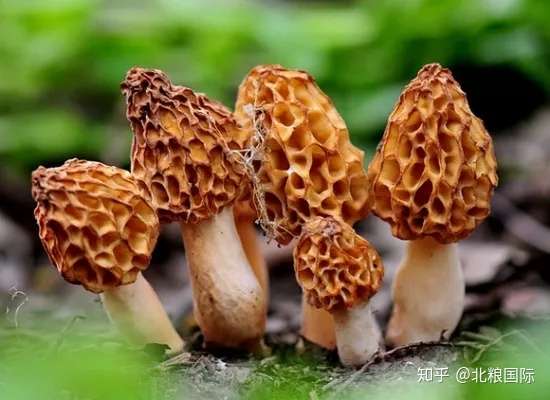 羊肚菌 一种奇特的菌类 知乎
