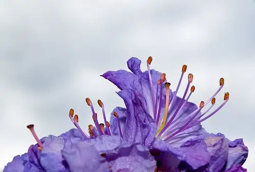 6月上旬诞生花 知乎