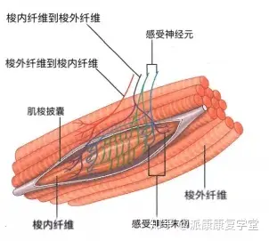 梭内肌纤维图片