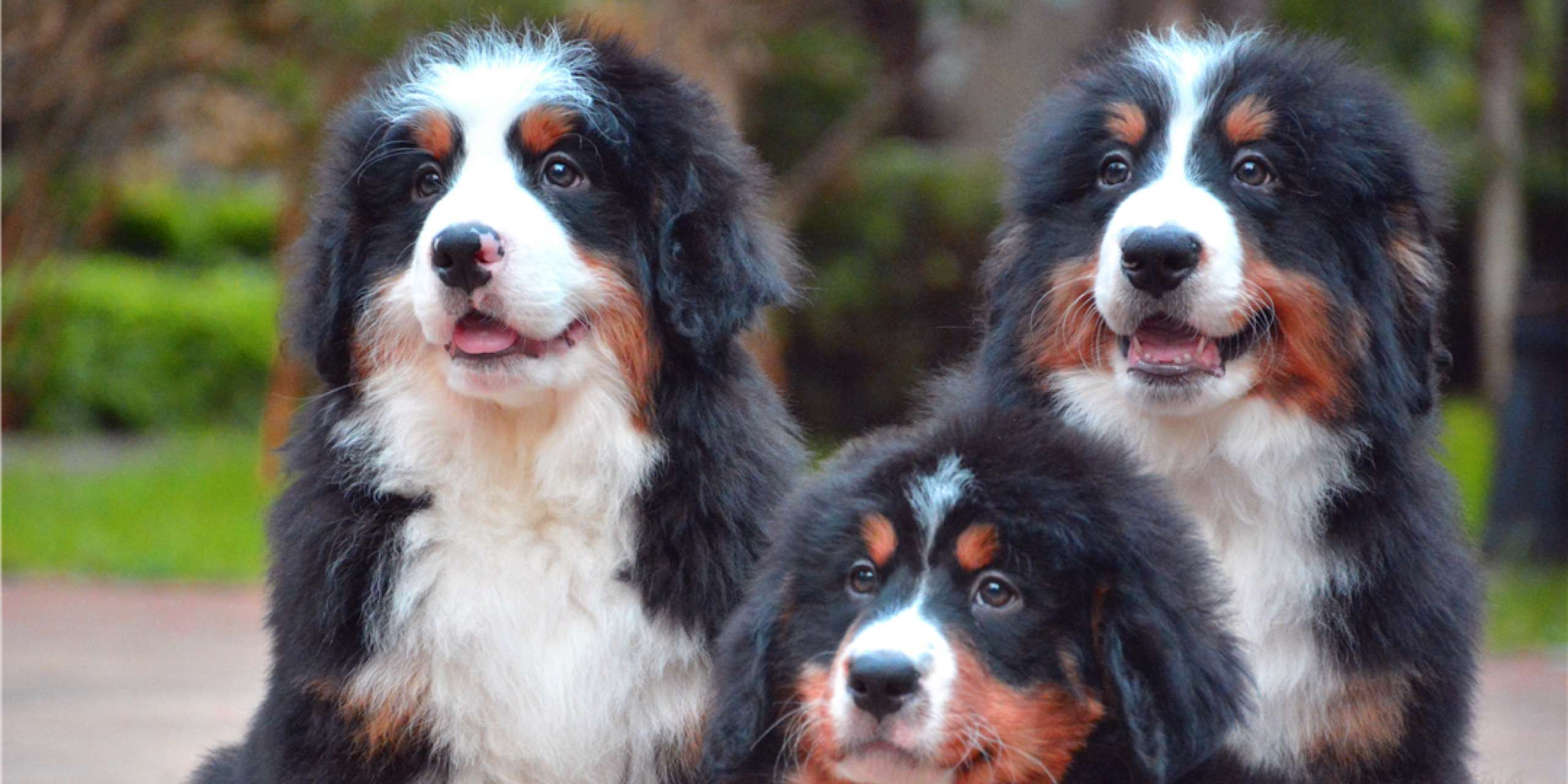 瑞士山地犬跟伯恩山犬图片
