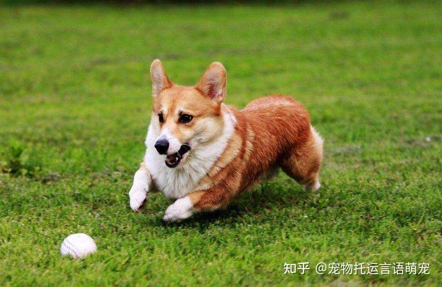 宠物寄送发什么快递最安全 老司机带路保你宠物安全无忧 知乎