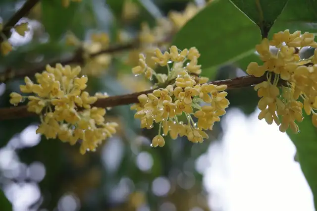 盘点桂花的四大品种