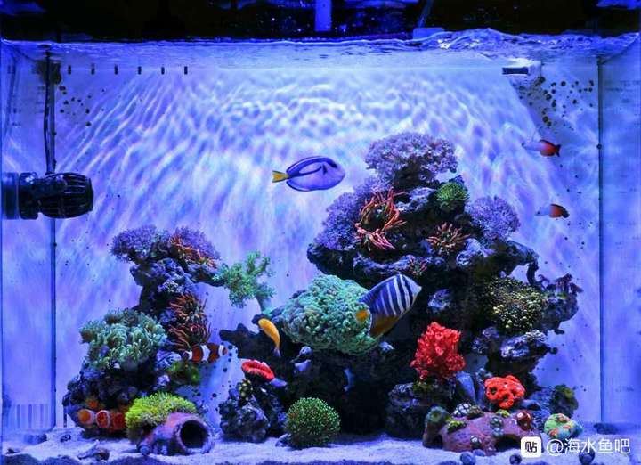 海水缸和草缸比哪个更麻烦?