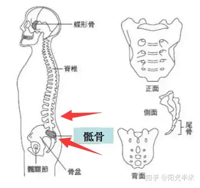 骶骨角体表定位图片