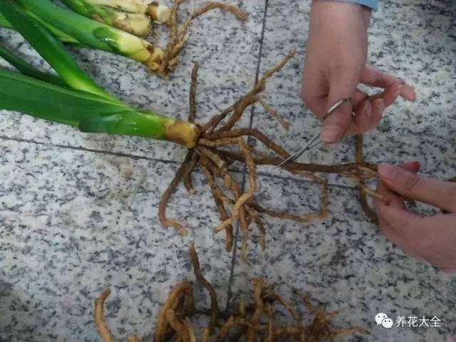 绿萝烂根烂叶怎么救(要想救回来不仅要换盆吗)插图(10) 绿萝烂根烂叶怎么救(要想救回来不仅要换盆吗)插图(10)