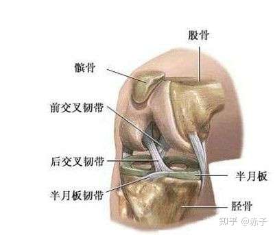 半月板損傷怎麼調理最好