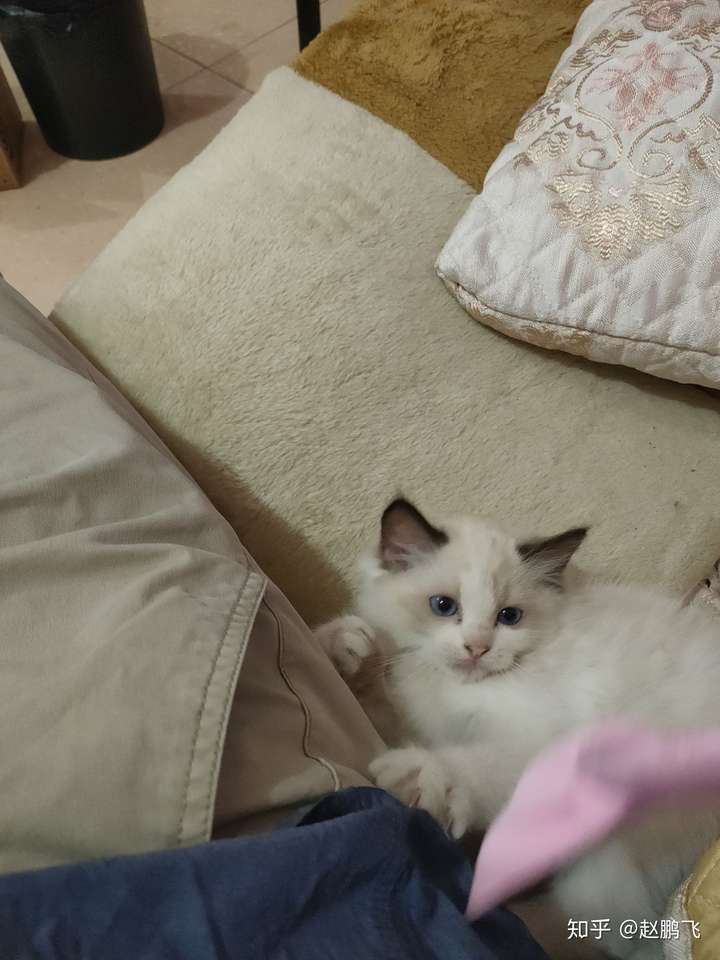 感觉我买了只串串布偶