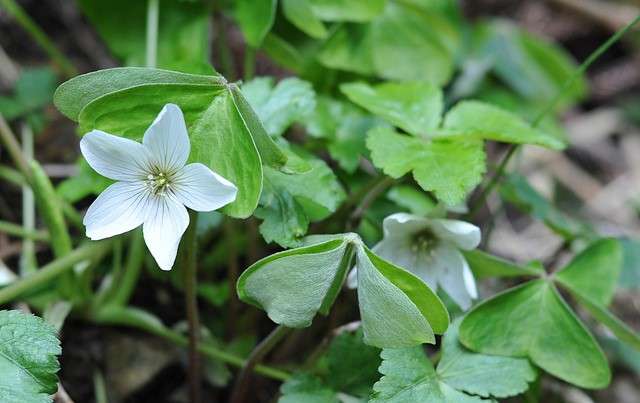 5月中旬诞生花 知乎