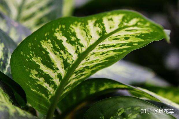 花叶万年青 这种植物放家里 胜过空气加湿器 但是应该如何养护呢 知乎