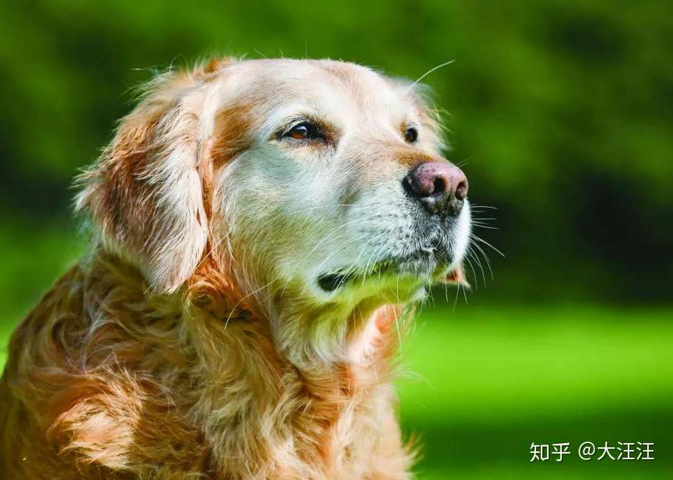 狗狗年纪大逐渐衰老 照顾时记住这 6个要 让爱犬陪伴更长久 知乎