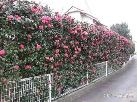 椿花，（山茶花）--日本庭園中必不可少的花- 知乎