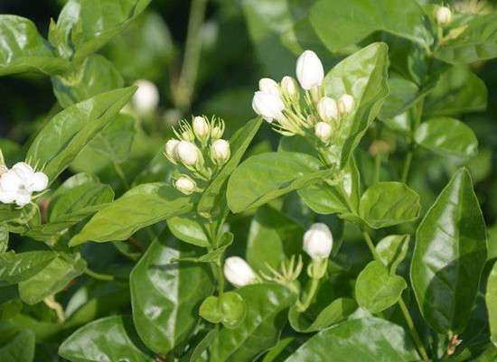 家有阳光好 就养这9种不怕晒的花 知乎