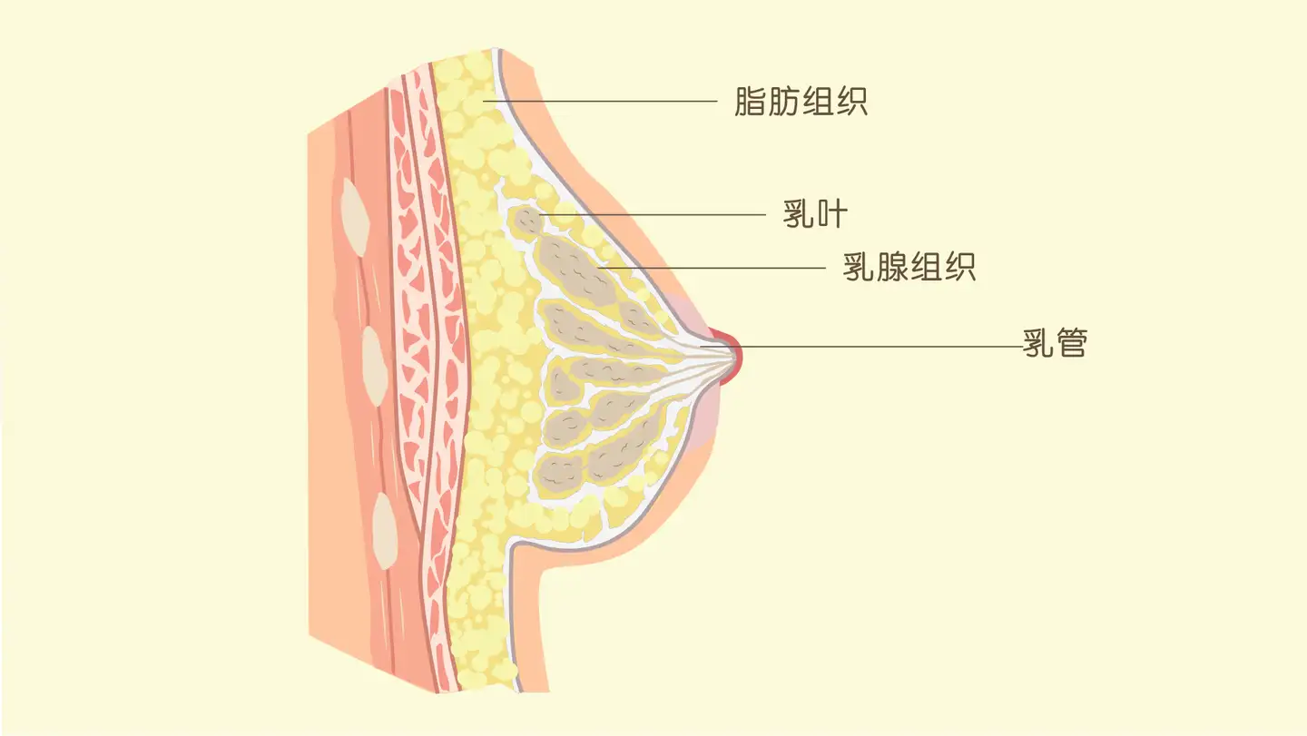 乳房是由什么构成 丰胸是疏通乳腺还是增加乳房中的脂肪组织 知乎