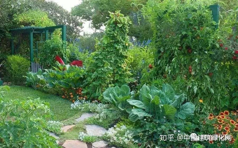 新兴的绿化材料 观赏蔬菜 知乎