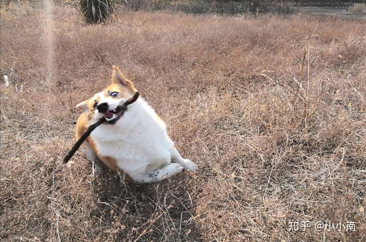 都不冲绳,就是碰见发情的小母狗它就冲绳,那力道,我一180大汉手被它