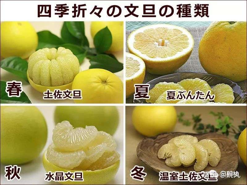 日本柚子 它 它 它 居然不是柚子 而是橙 知乎