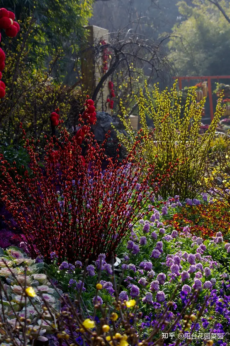 客厅摆银柳 好日子 越过越有 红火一整年 365天都漂亮 知乎