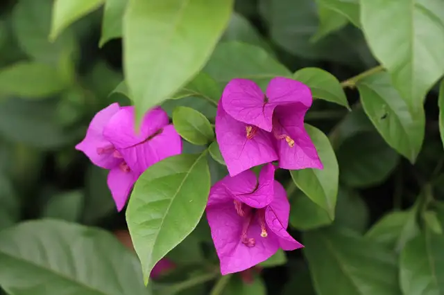 盘点一年四季都开花的十大植物- 知乎