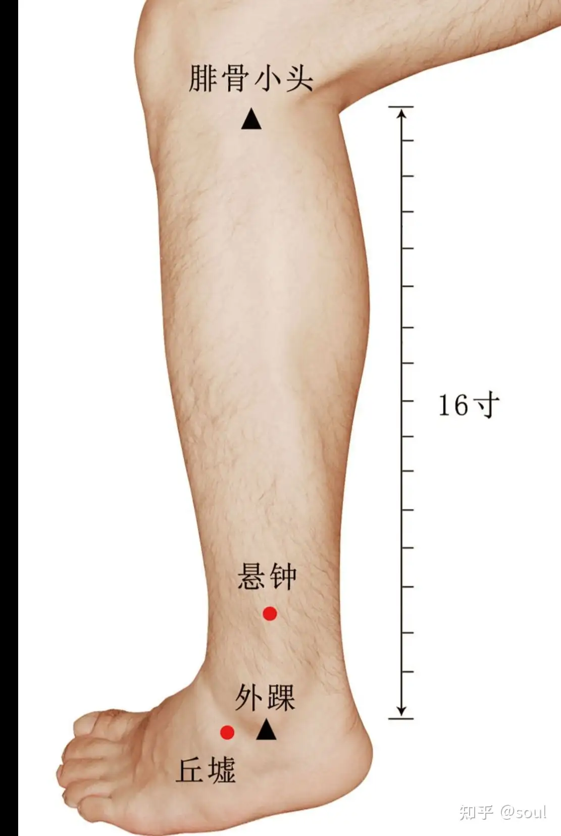 中医理论对踝关节扭伤治疗影响 知乎