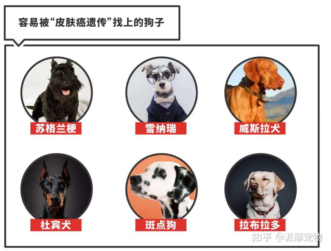 狗狗皮肤癌这么可怕 你对它们了解多少呢 知乎