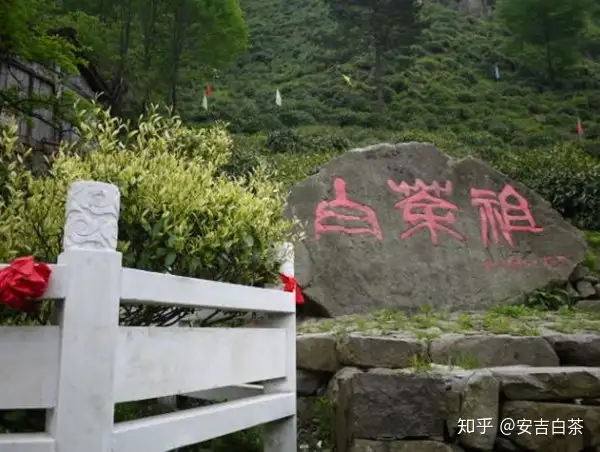 安吉白茶祖简介，白茶祖历史由来传说