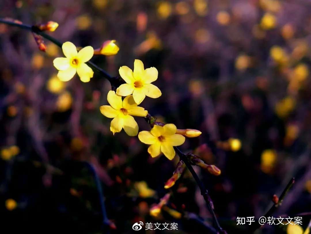 二月你好 等一场春暖花开的希望 知乎