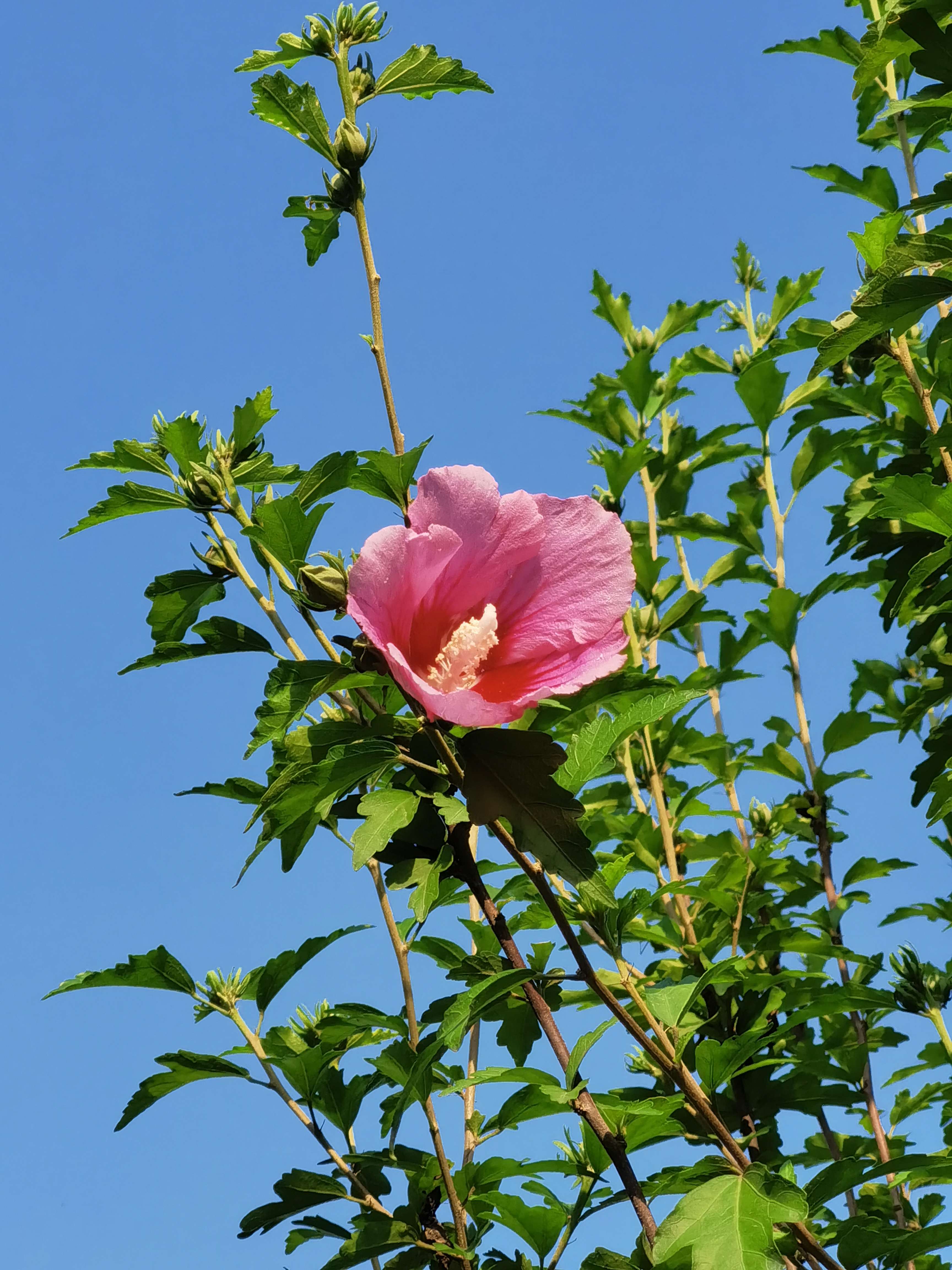 蓝色木槿花花语图片