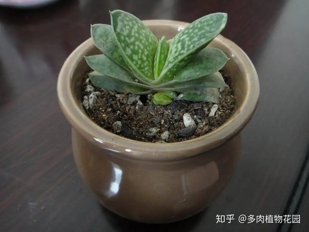 这个植物像元宝 养护过程光照别太强了 知乎