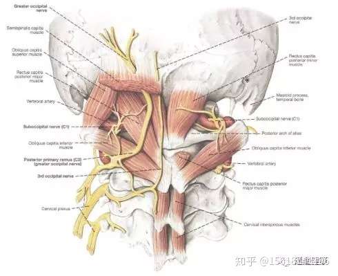 引起头痛和头晕的肌肉 枕下肌群 Suboccipital Muscle 知乎