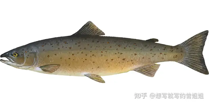 速看(三文鱼餐)三文鱼食谱2023已更新 第4张