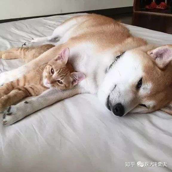 每天和橘猫一起混的柴犬 竟然以为自己就是一只喵 知乎