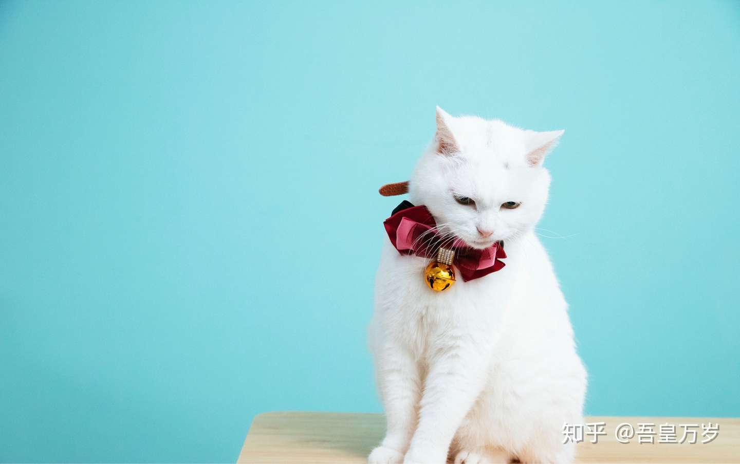 如何面对晚期肾衰的猫 知乎