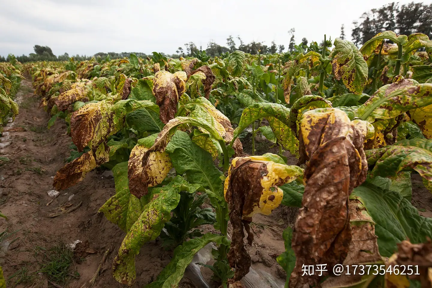 烟草种植熏烤背后的辛酸 知乎