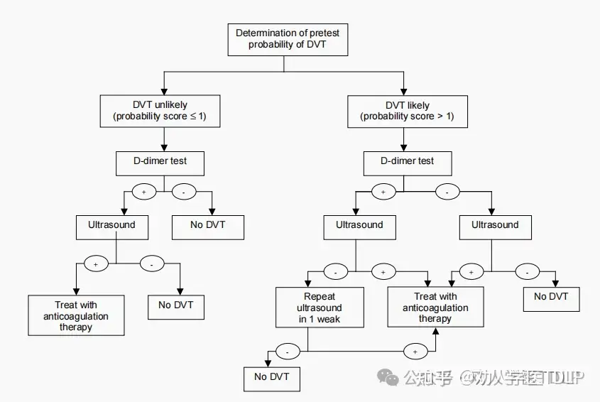 通过 D-二聚体检测和超声成像疑似 DVT 患者的可能诊断算法