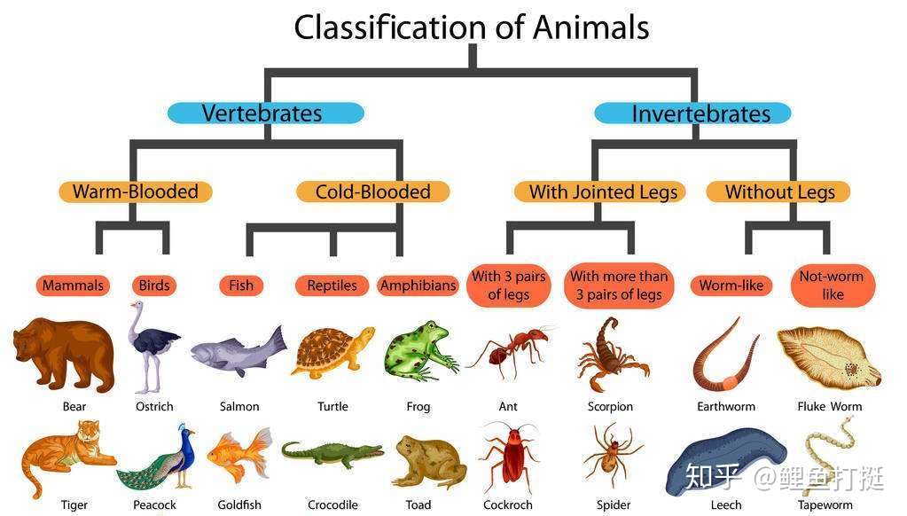 無脊椎動物分類