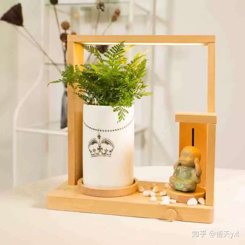 新一代解压神器 燃爆京东的创意绿植 知乎