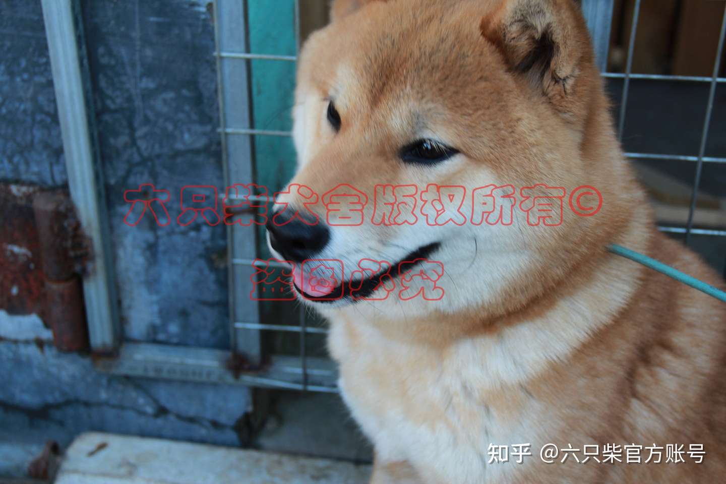 六只柴犬舍 柴犬的特点和性格是什么 如何看柴犬的品相 知乎