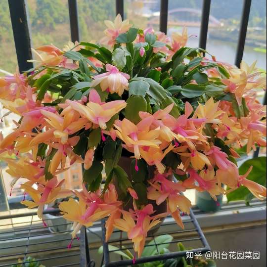 养啥花死啥花 浇水谨记 5句口诀 根系舒服 叶片肥 开花旺 知乎