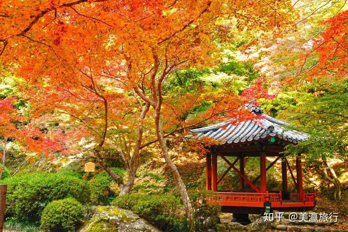 赶紧收藏 2019日本 赏红枫 最全攻略 精准打卡别样 枫 情 知乎