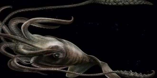 那些巨大海洋生物你知道多少 知乎