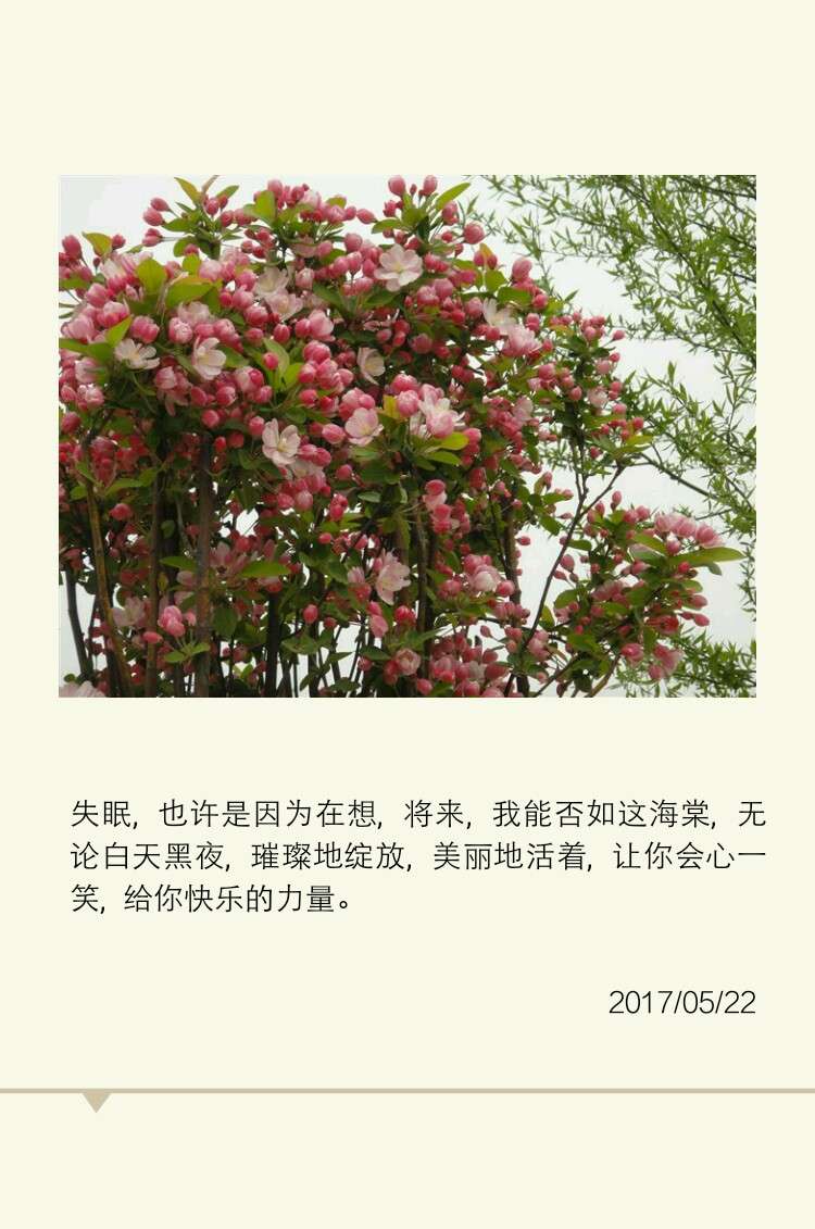 海棠花未眠 知乎