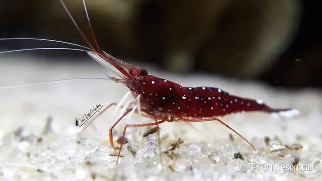 苏拉威西欣赏虾，可以与海水欣赏虾相媲美的淡水欣赏虾，饲养入门（西苏拉威西省省会）