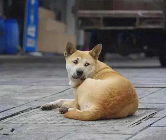 宠物狗狗寿命排行榜 你养的狗狗平均年龄是多少 知乎