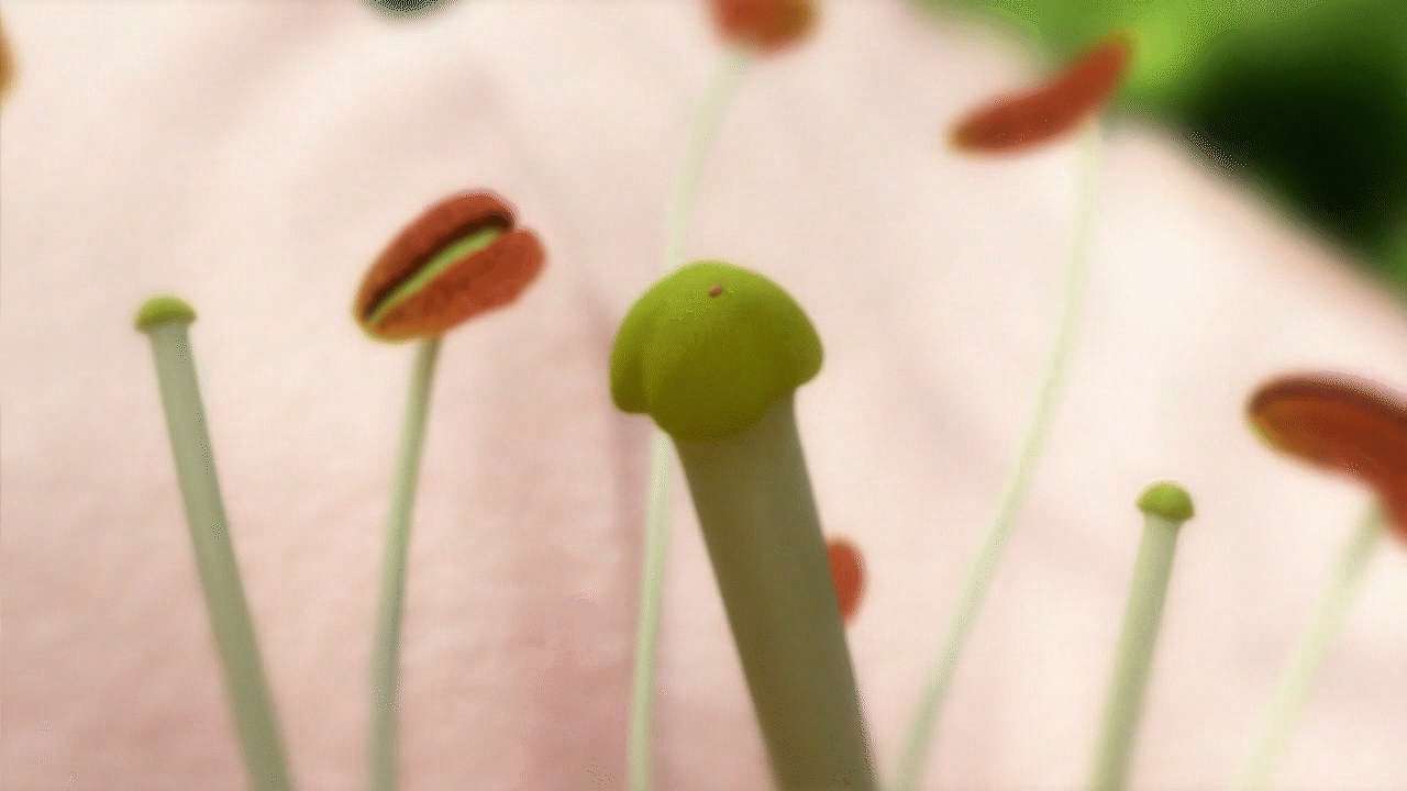 一粒种子的生命之旅 诞生 传播和萌芽 知乎