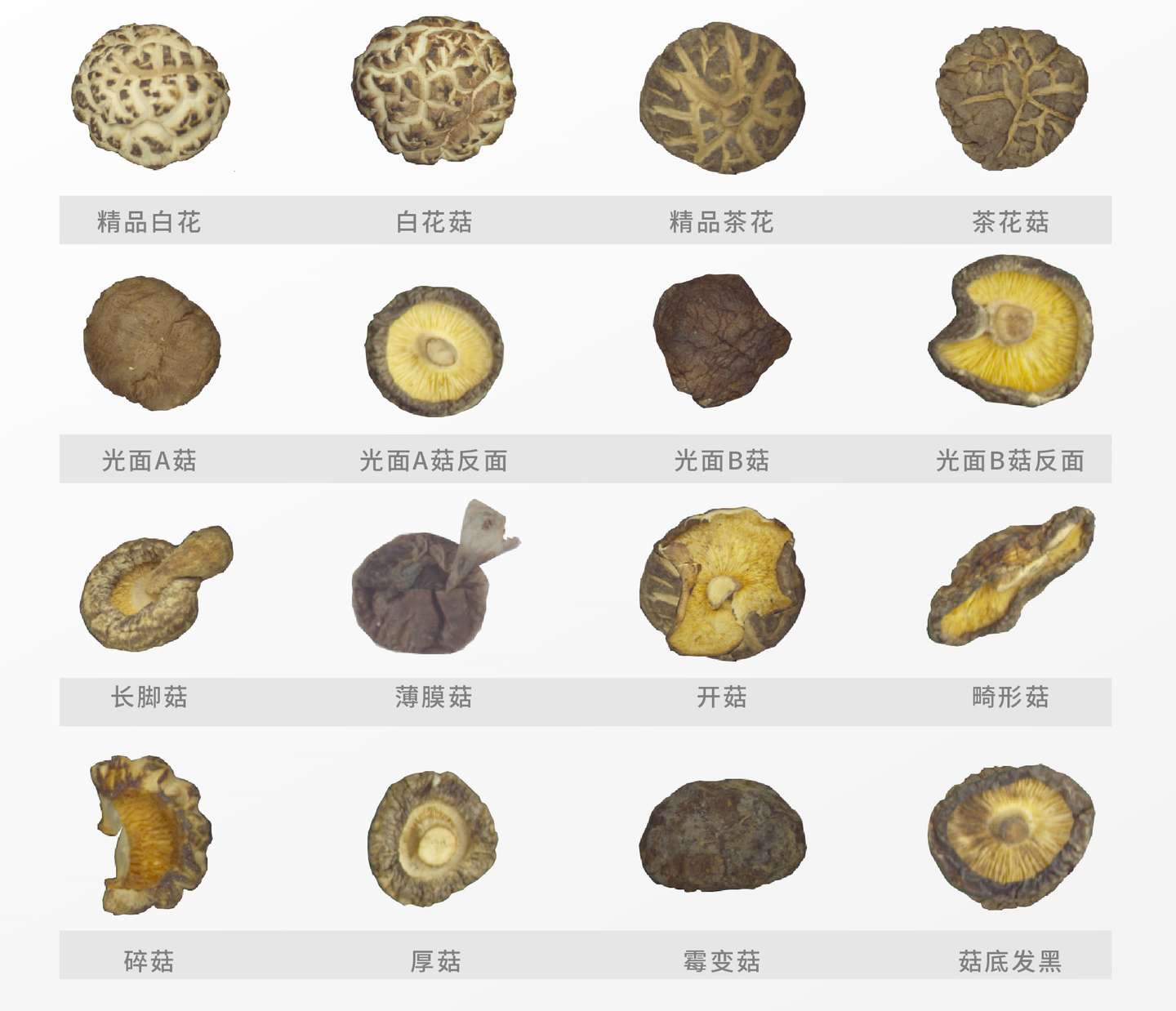 关注 Ai香菇分选系统助力庆元香菇节走向 新时代 新机遇 新市场 知乎